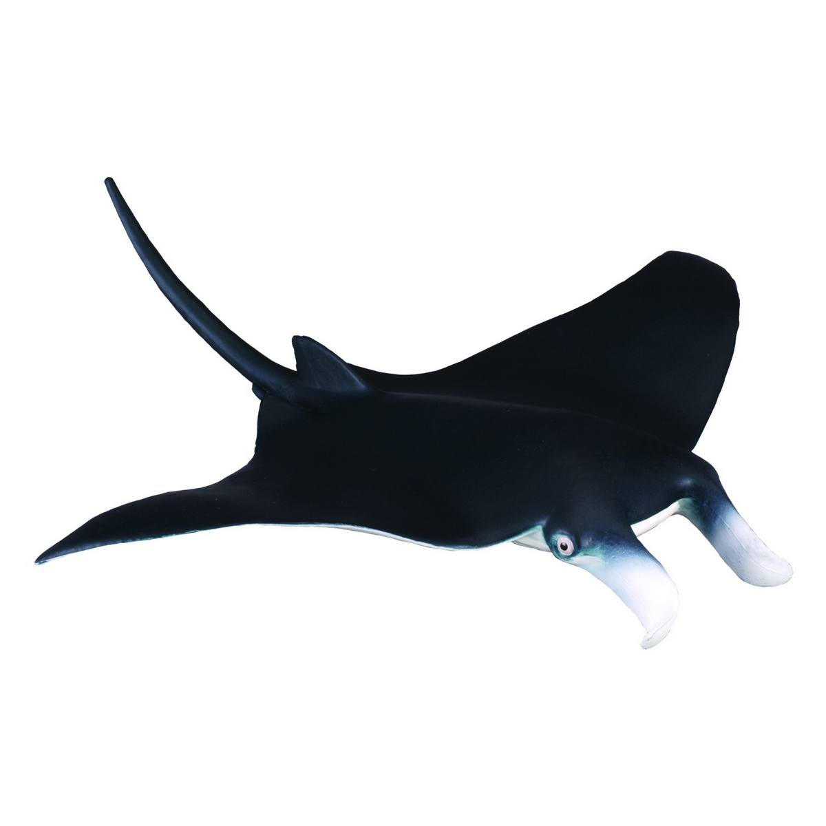 Raggio di Manta