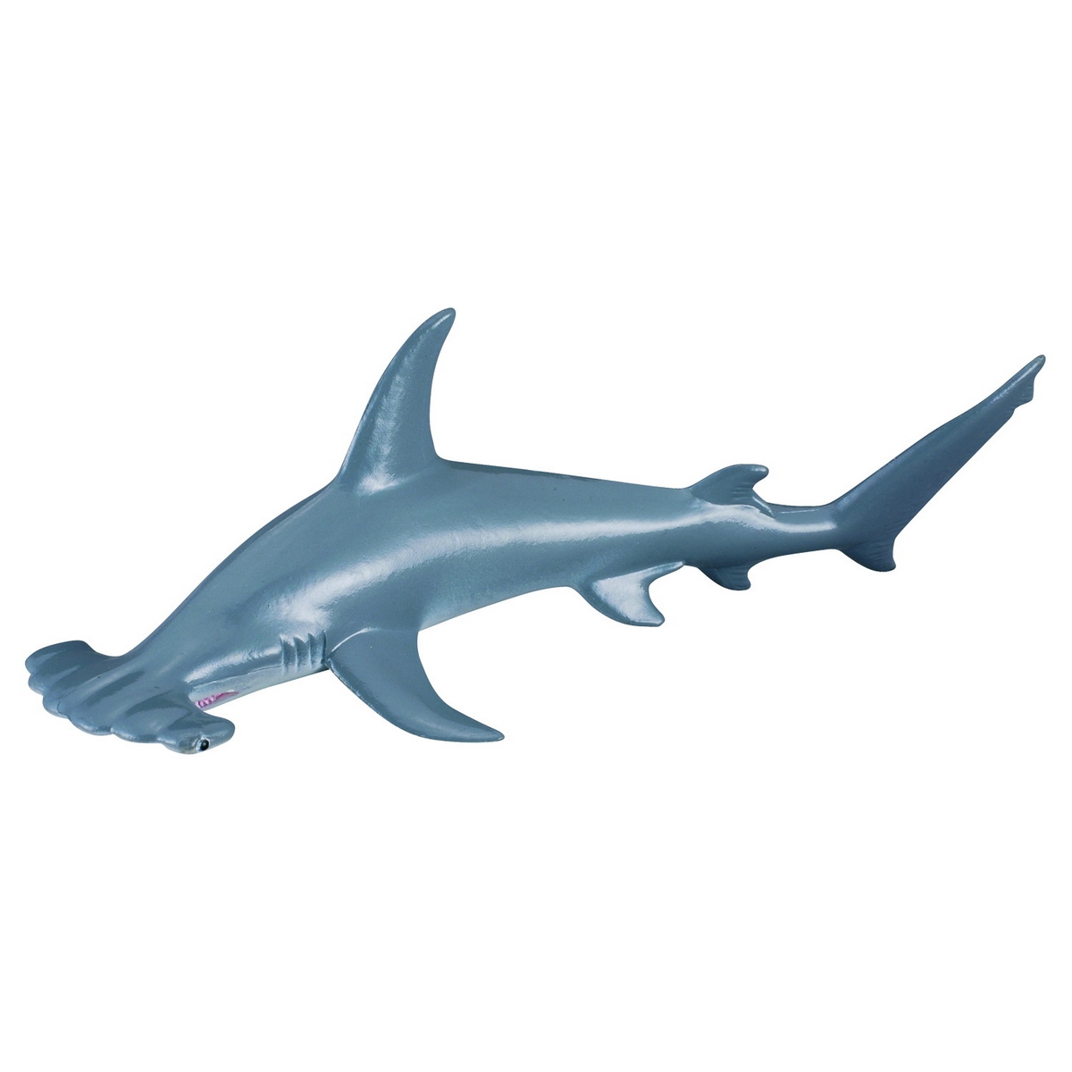 Squalo Smerlato del Hammerhead