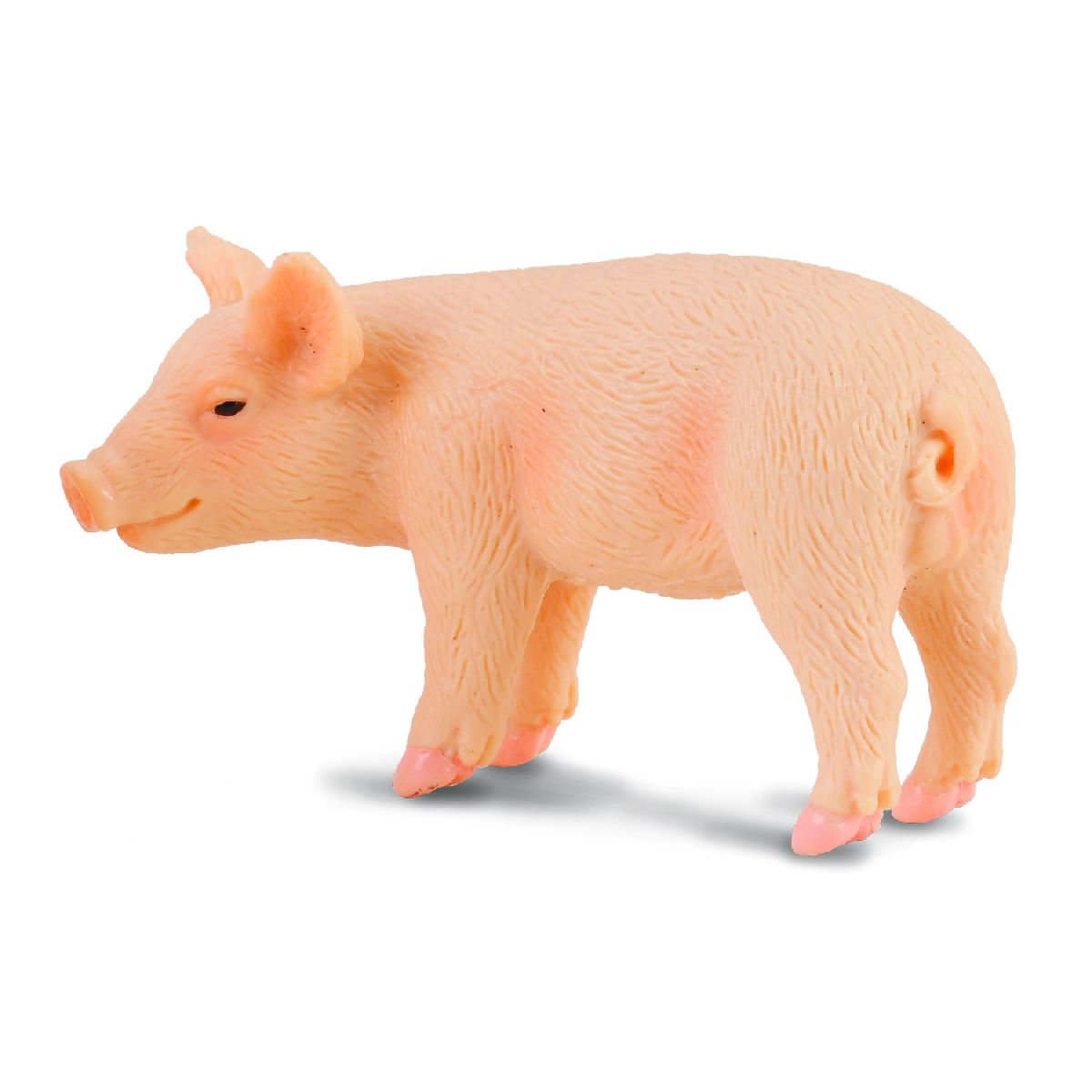 Maialino