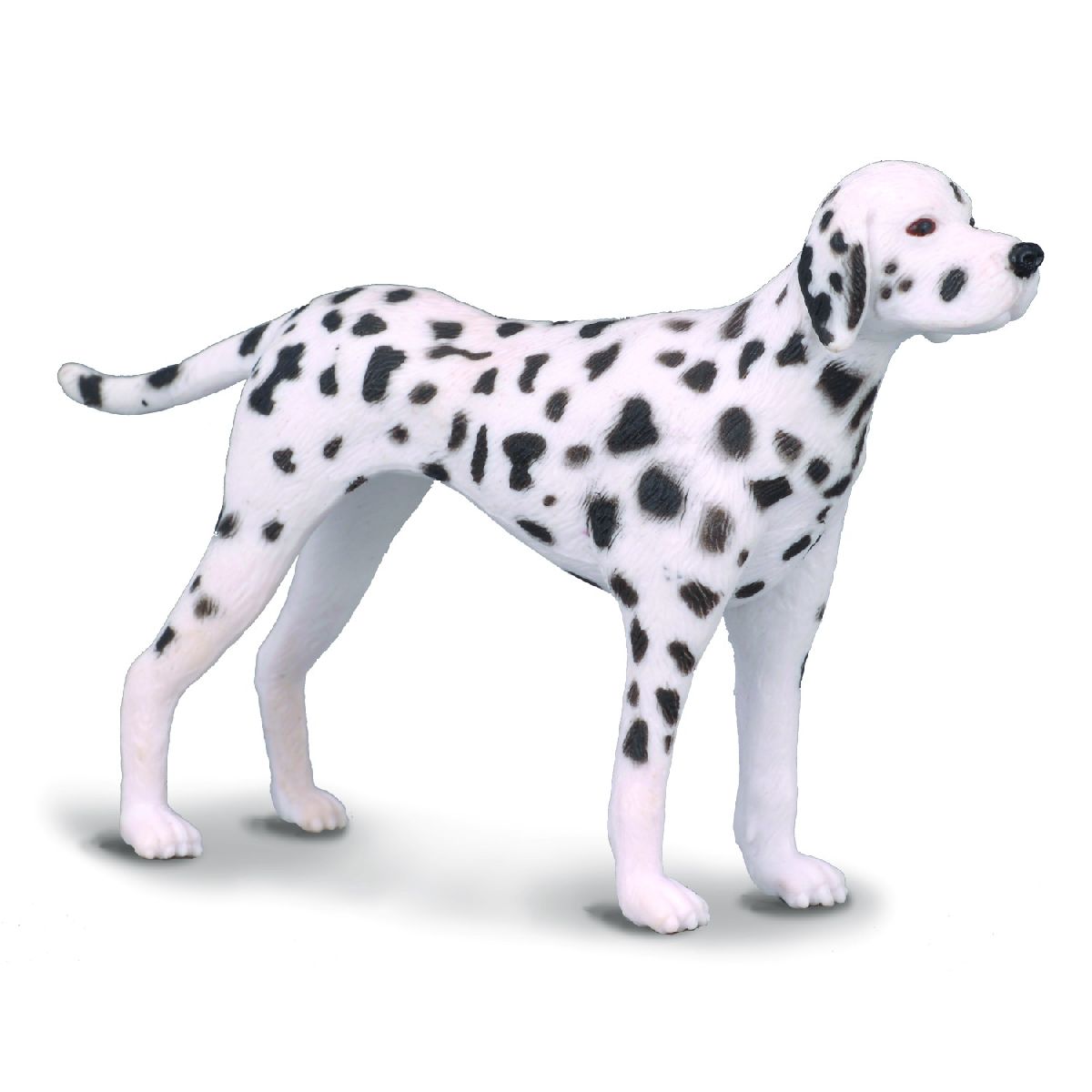 Dalmata