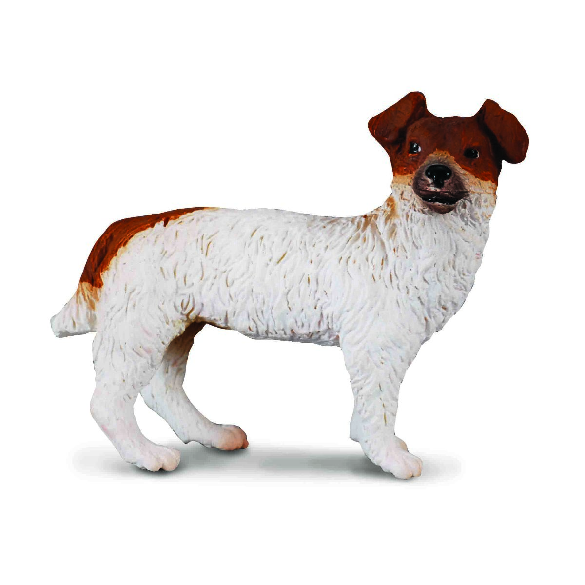 Jack Russel Terrier