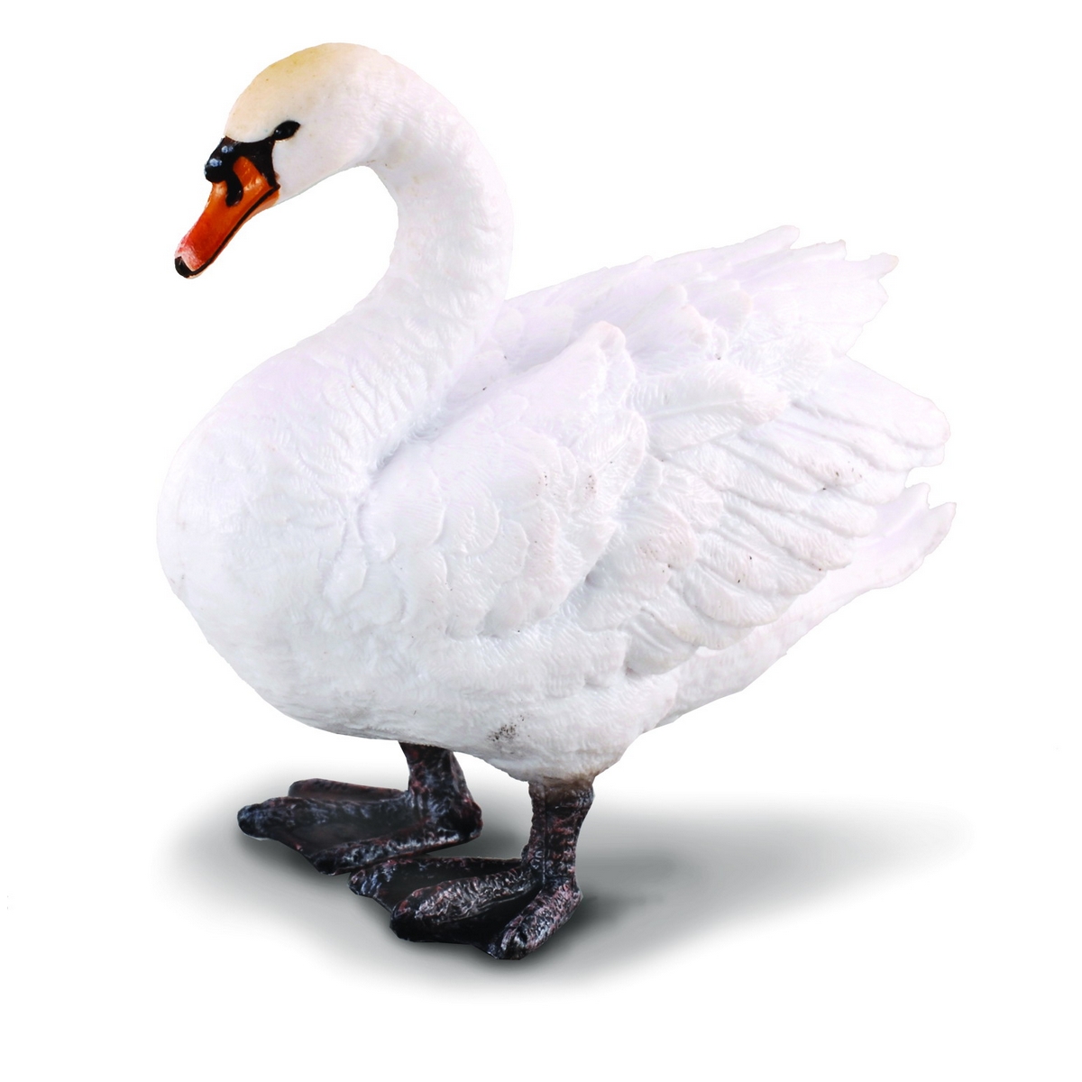 Cigno Bianco Reale
