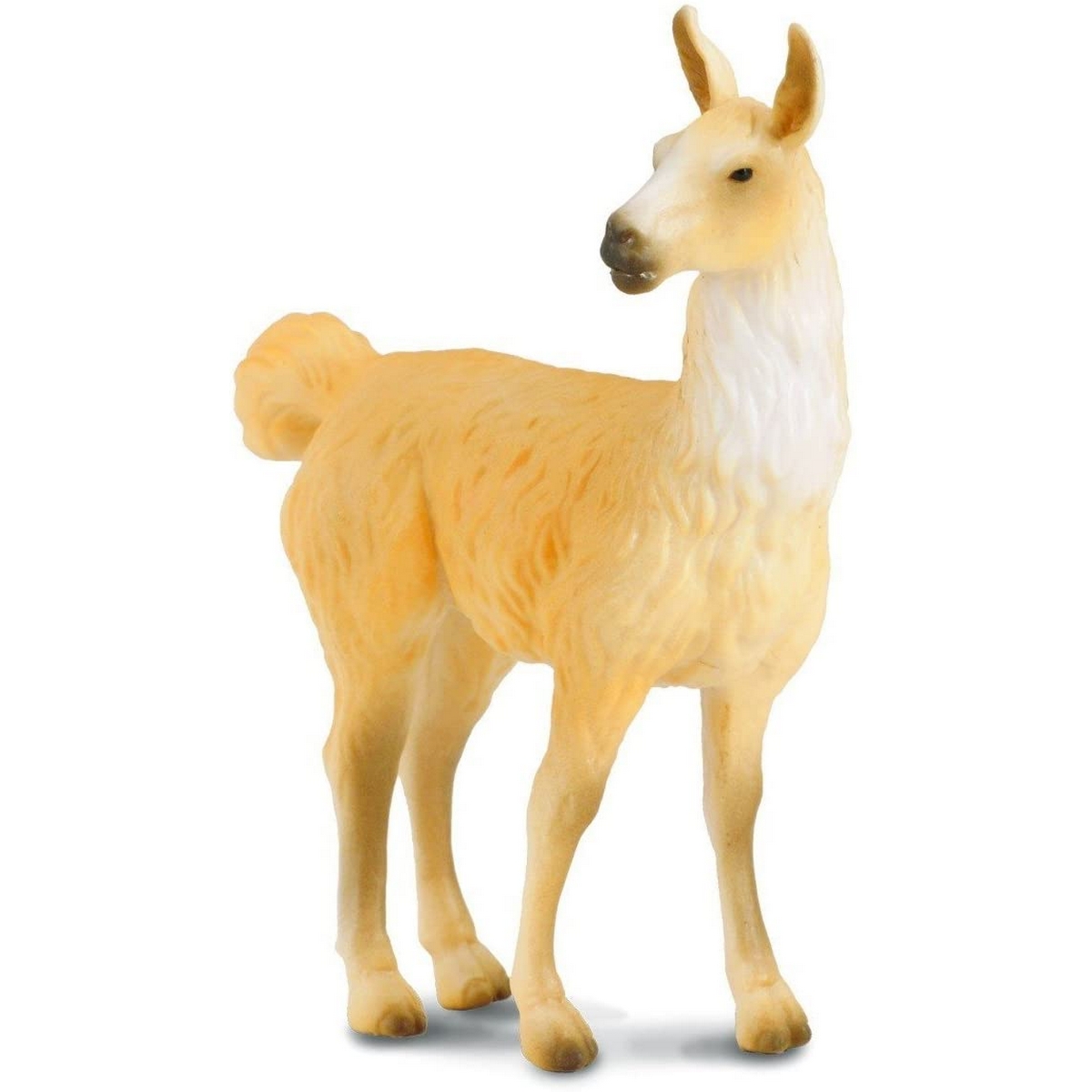 Lama Glama