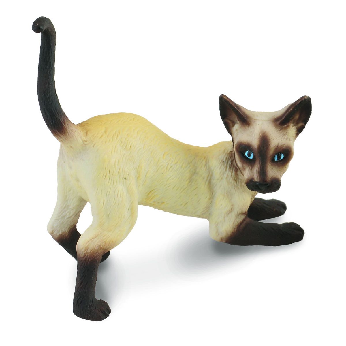 Gatto Siamese