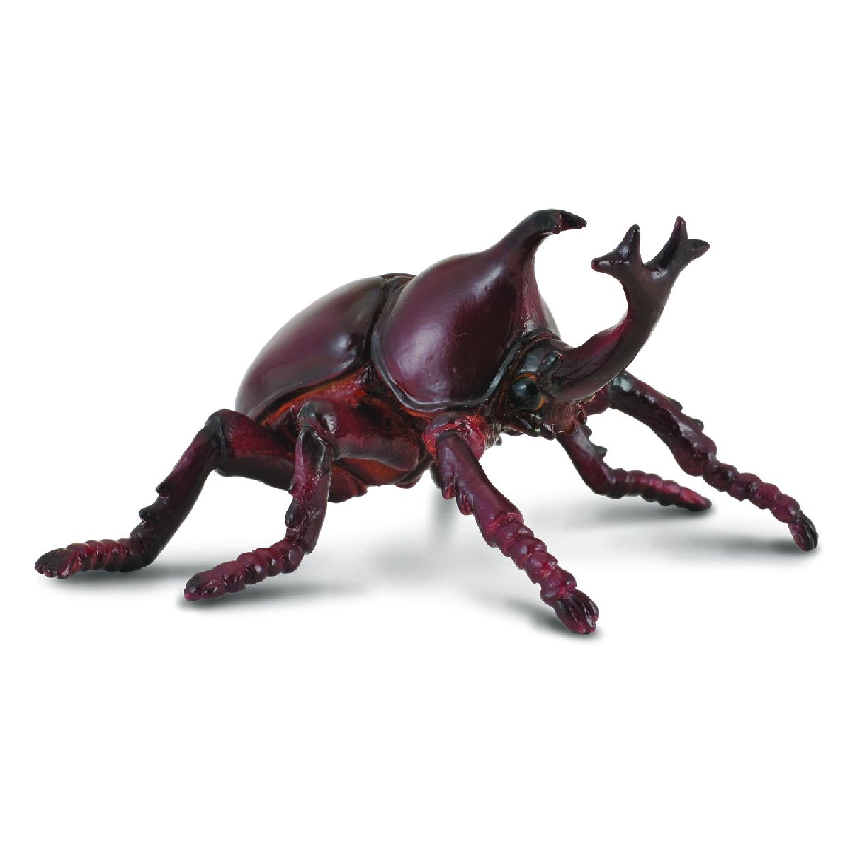Scarabeo Rinoceronte