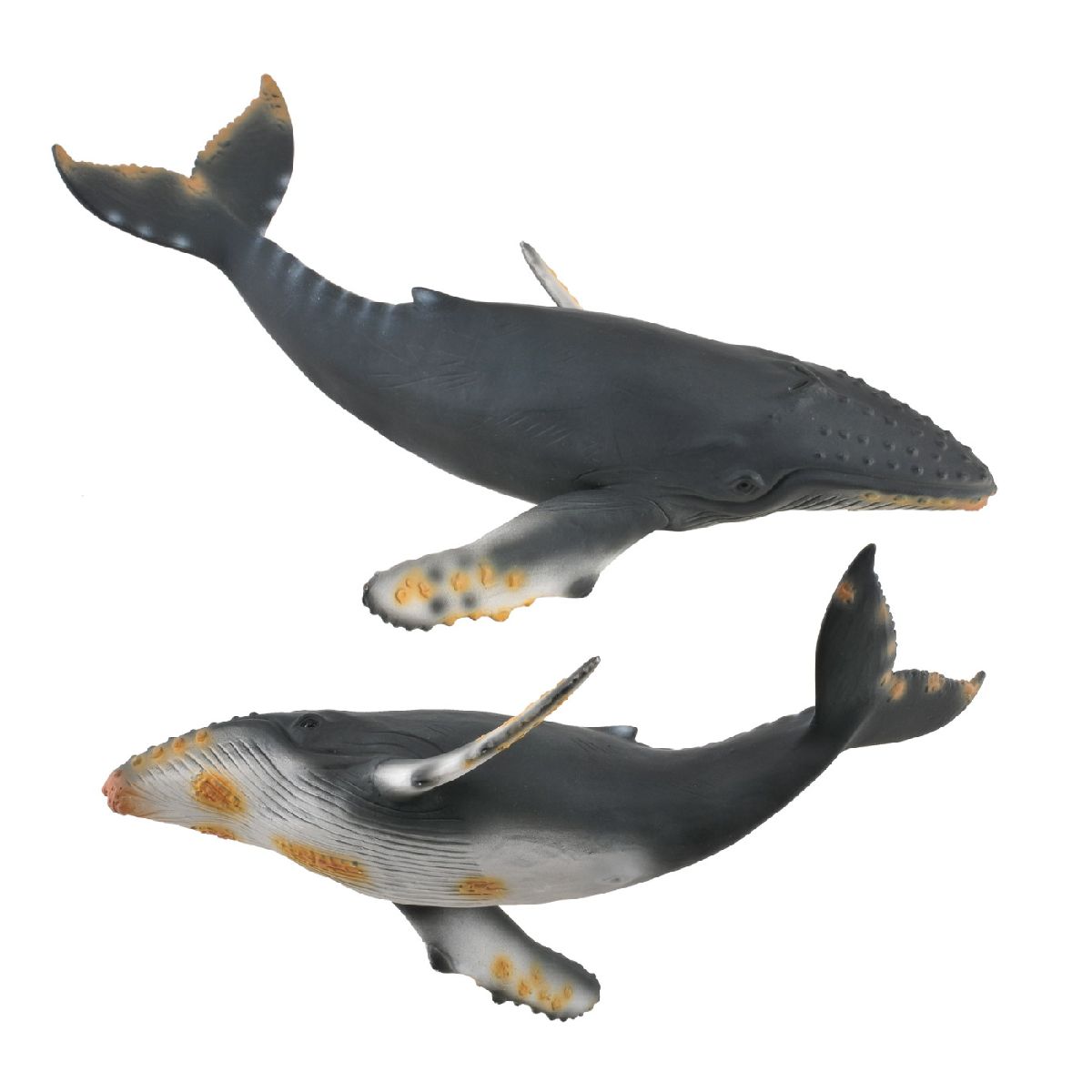 Balena Megattera