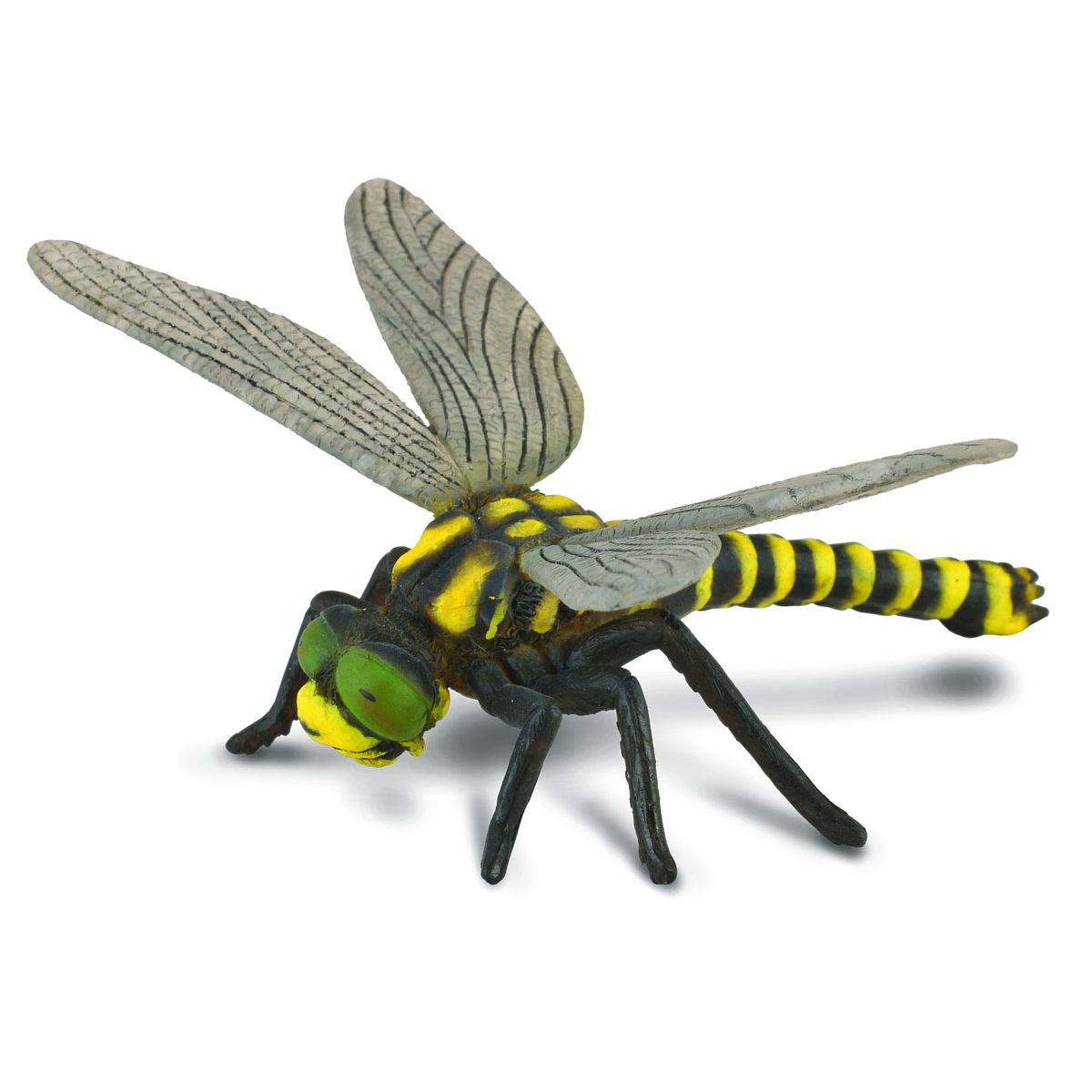 Libellula