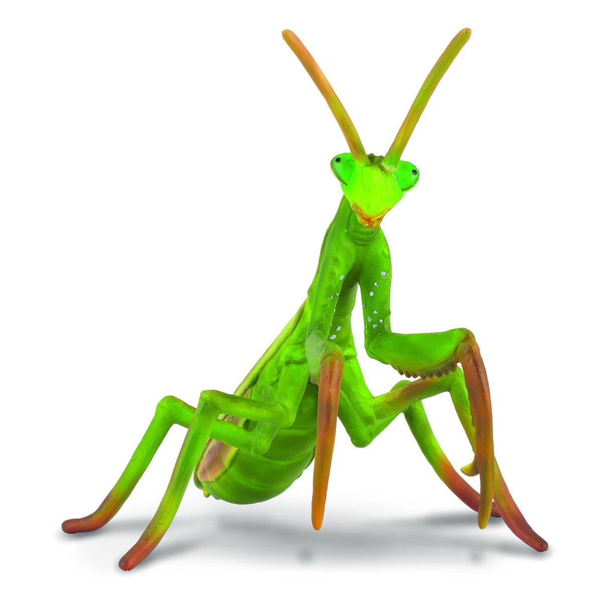 Mantide Religiosa