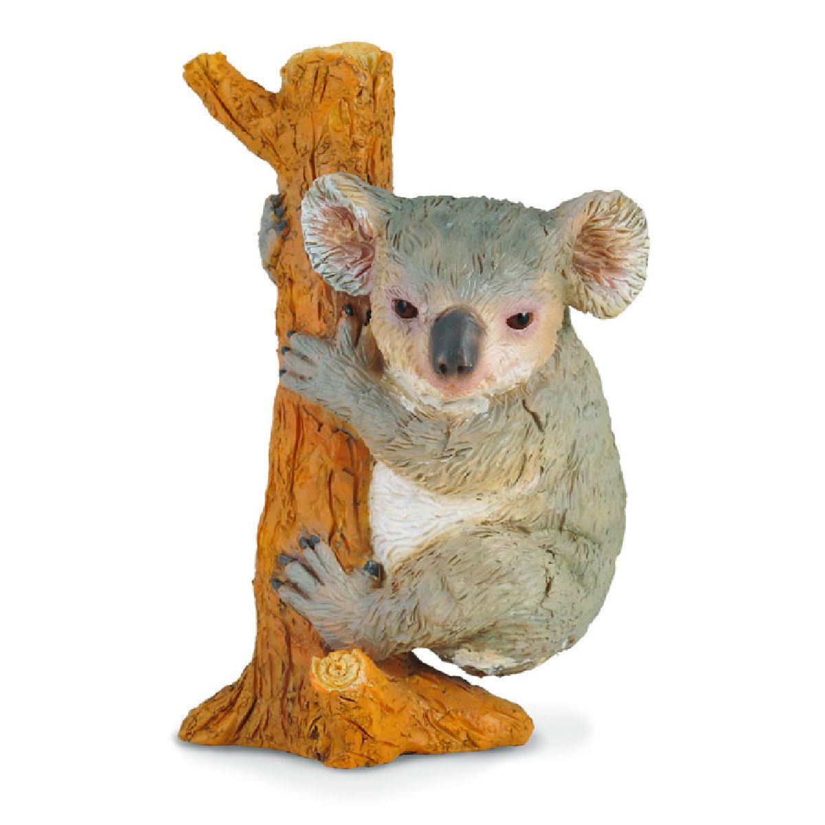 Koala - Che Si Arrampica