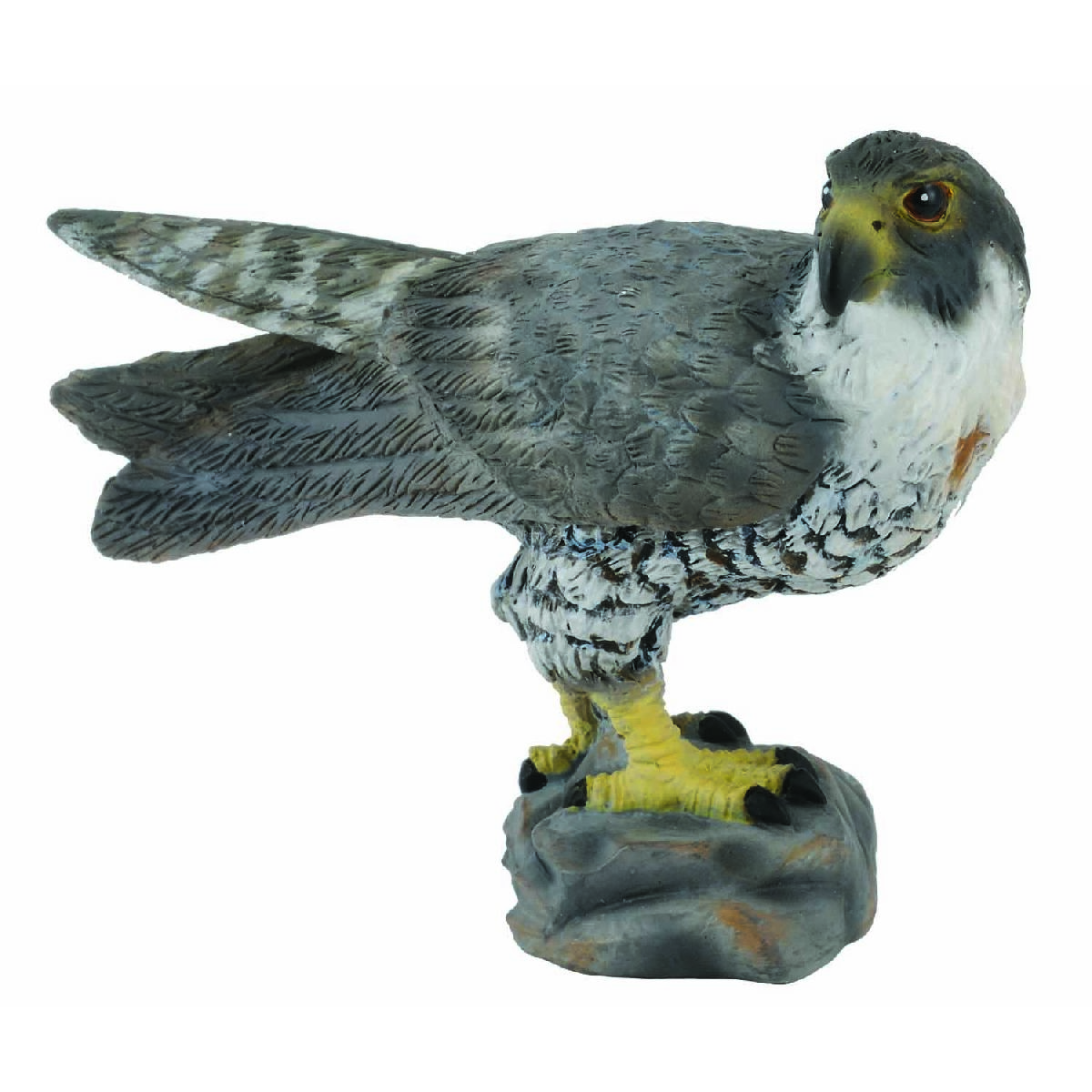Falco pellegrino