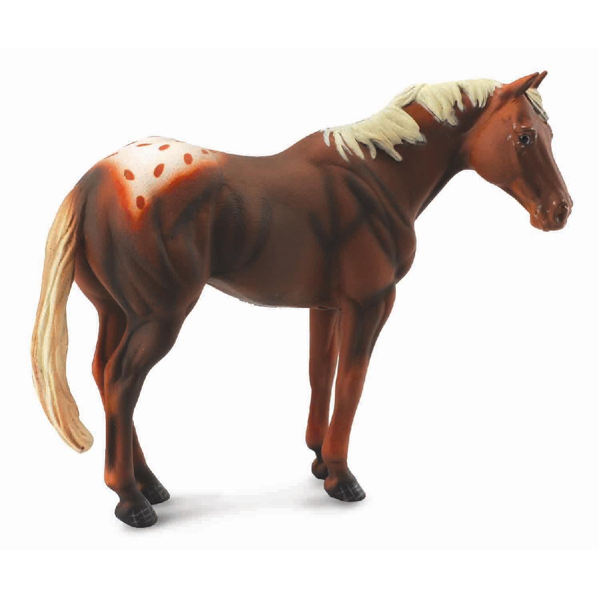 Stallone Appaloosa - Sauro