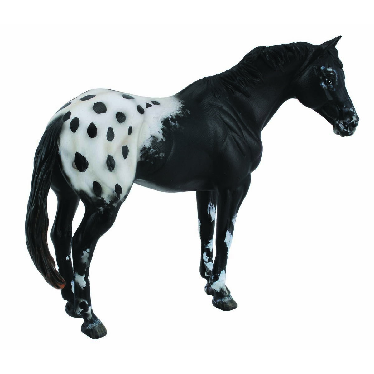 Stallone Appaloosa - Nero