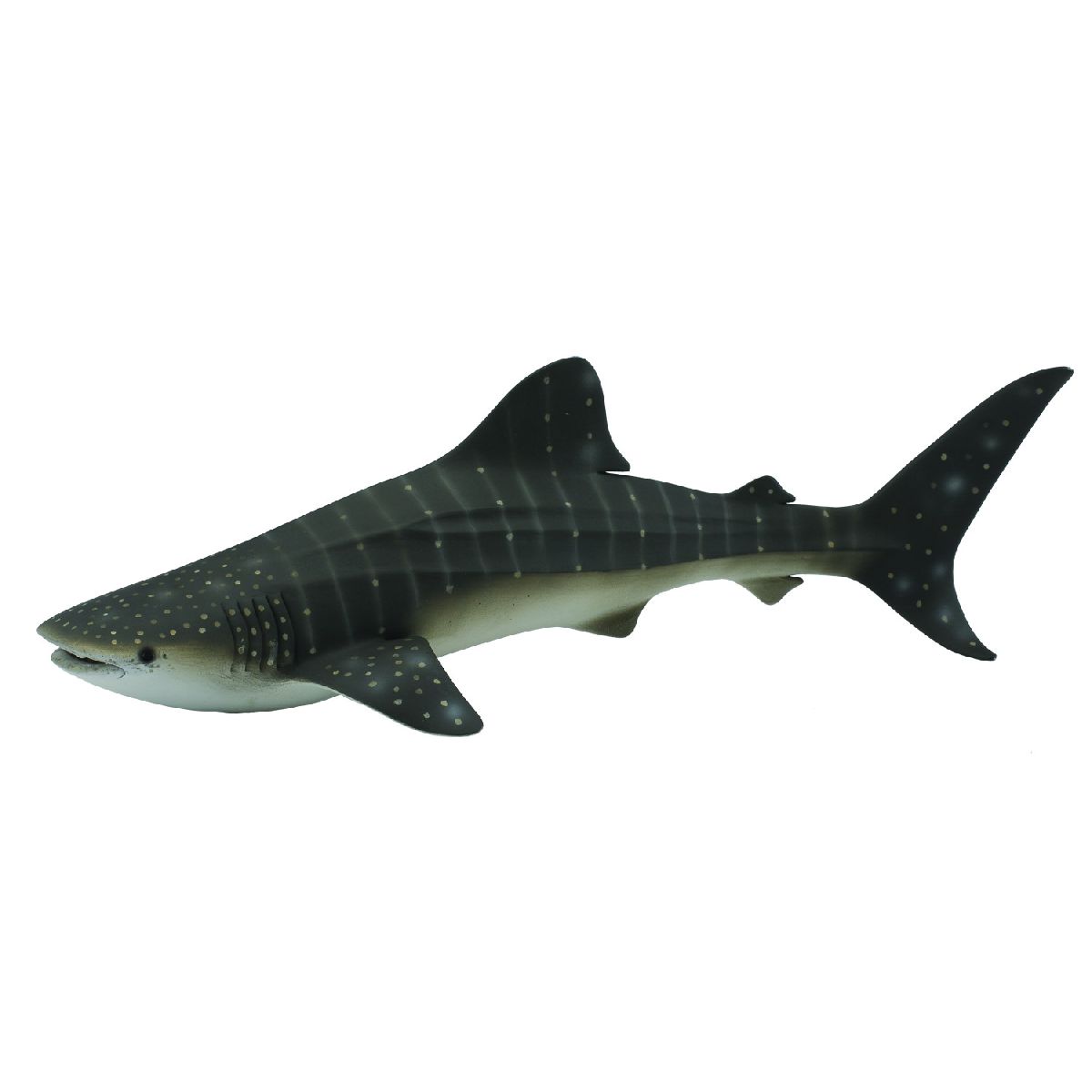 Squalo Balena