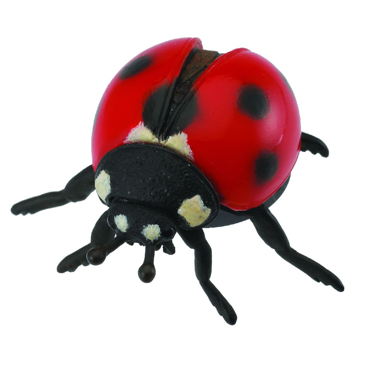 Coccinella