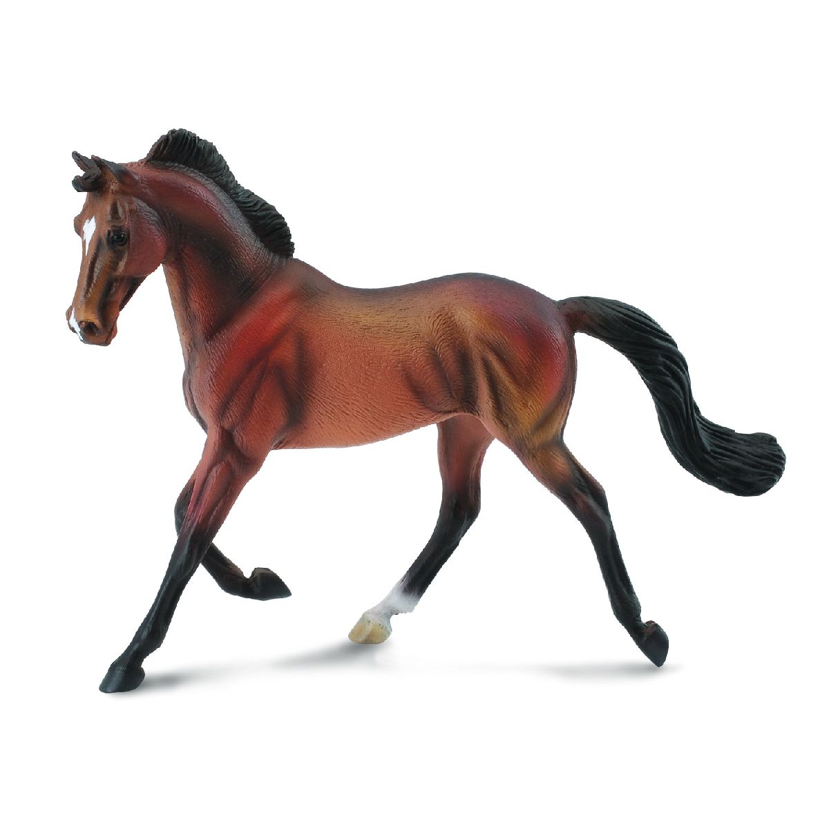 Cavallo Baio di Razza