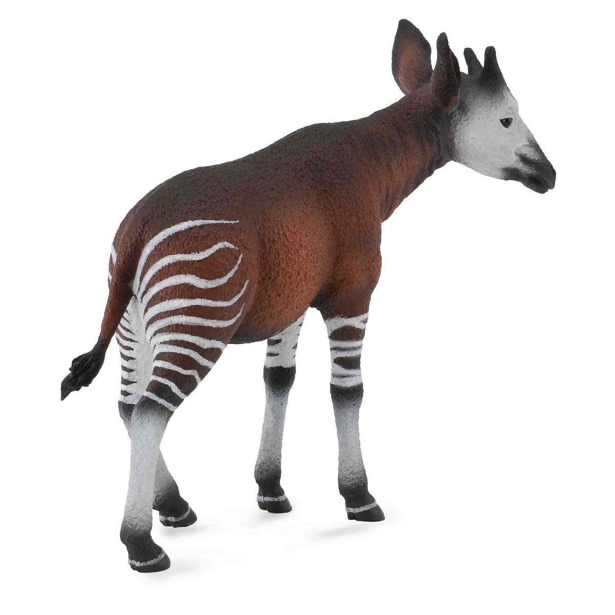 Okapi in movimento