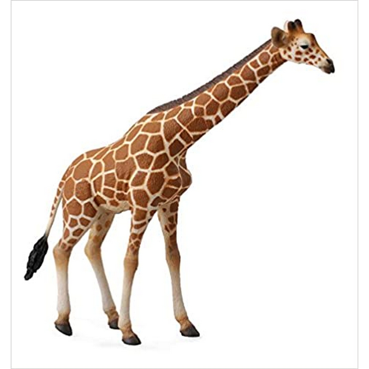 Giraffa reticolata in movimento