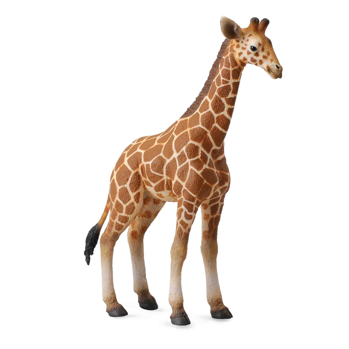 Giraffa reticolata