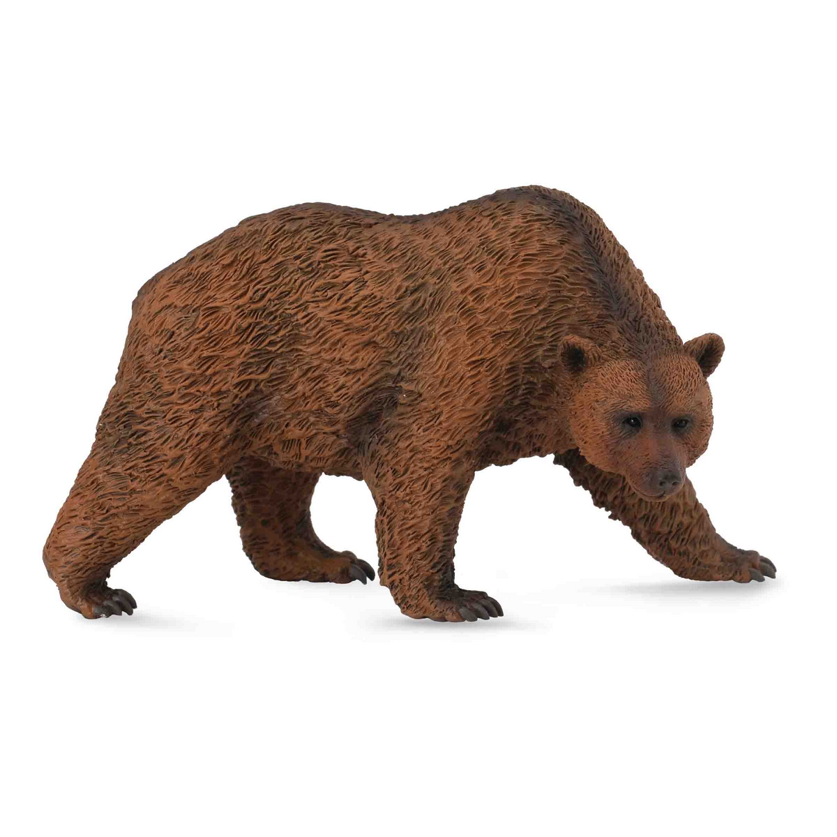 Orso bruno che cammina