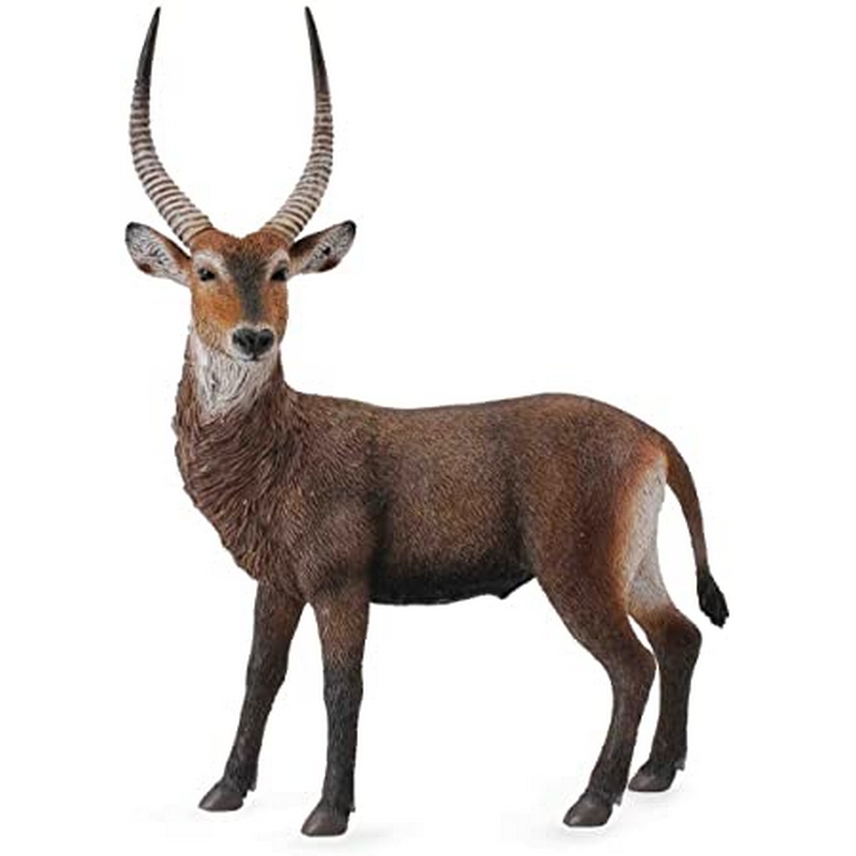 Antilope d'acqua