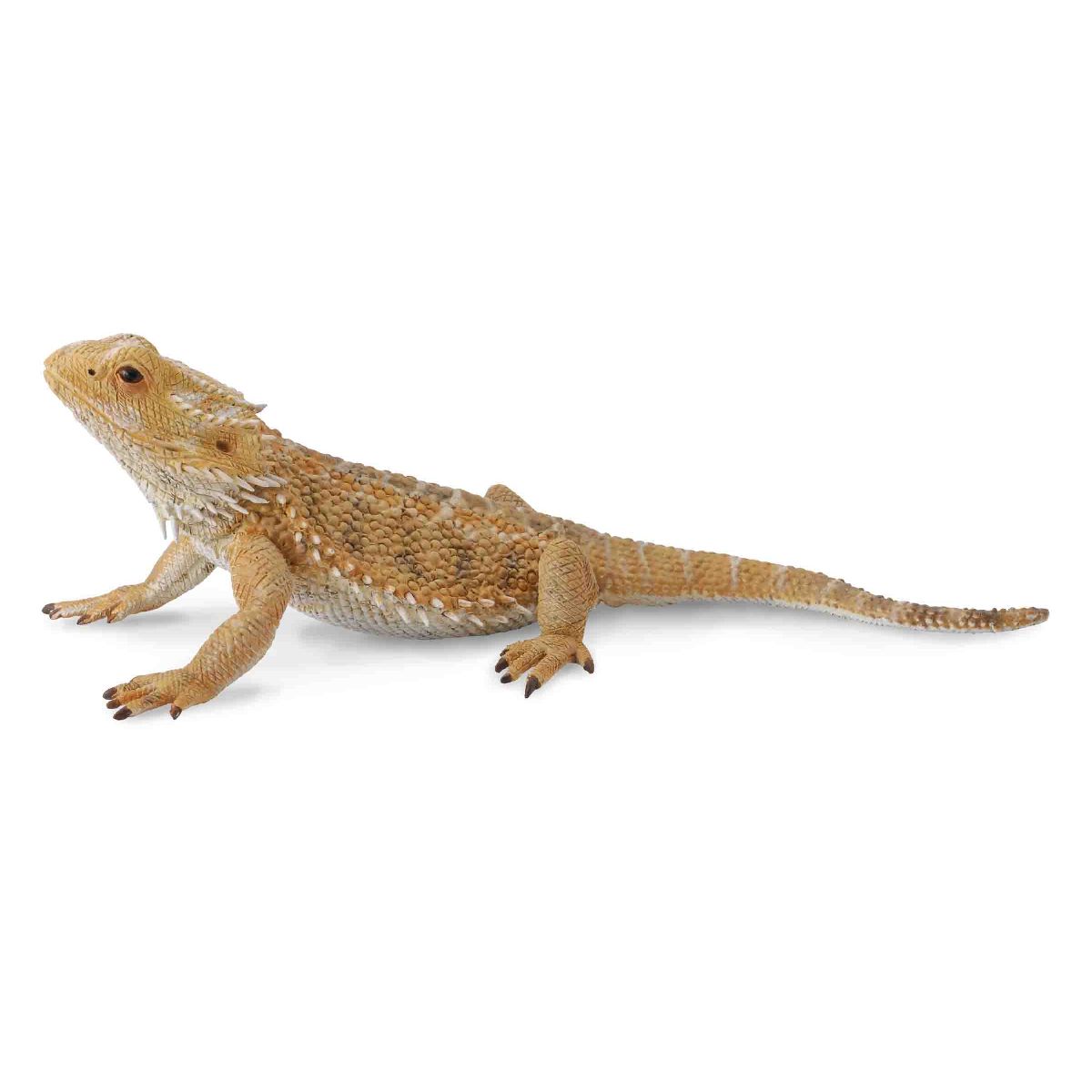 Drago Barbuto