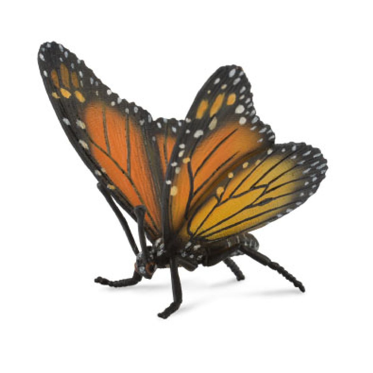 Farfalla Monarca