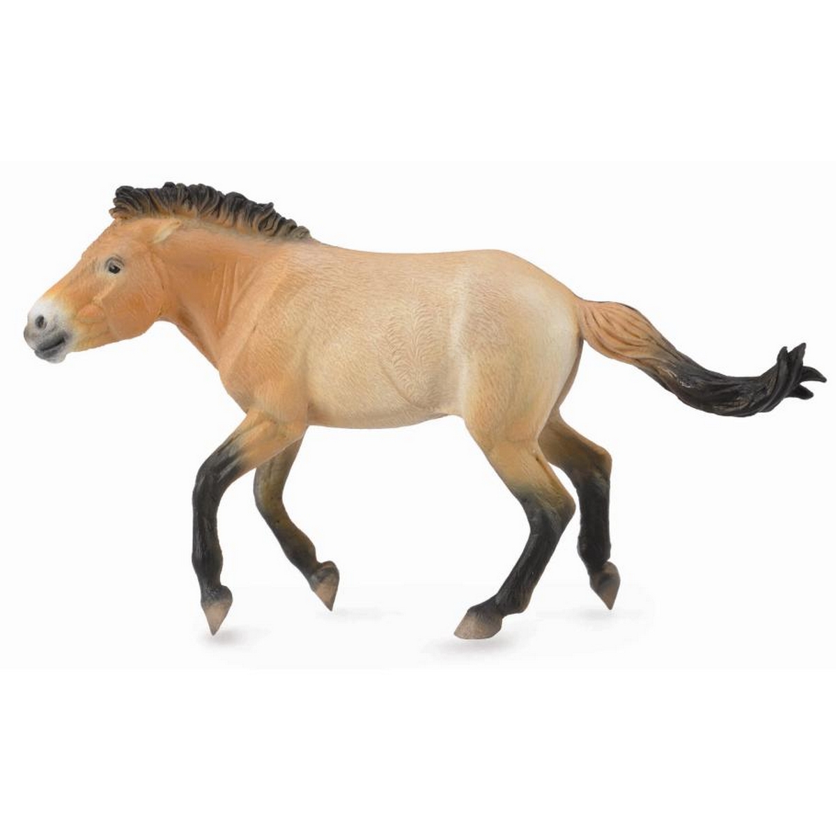 Cavallo Przewalski