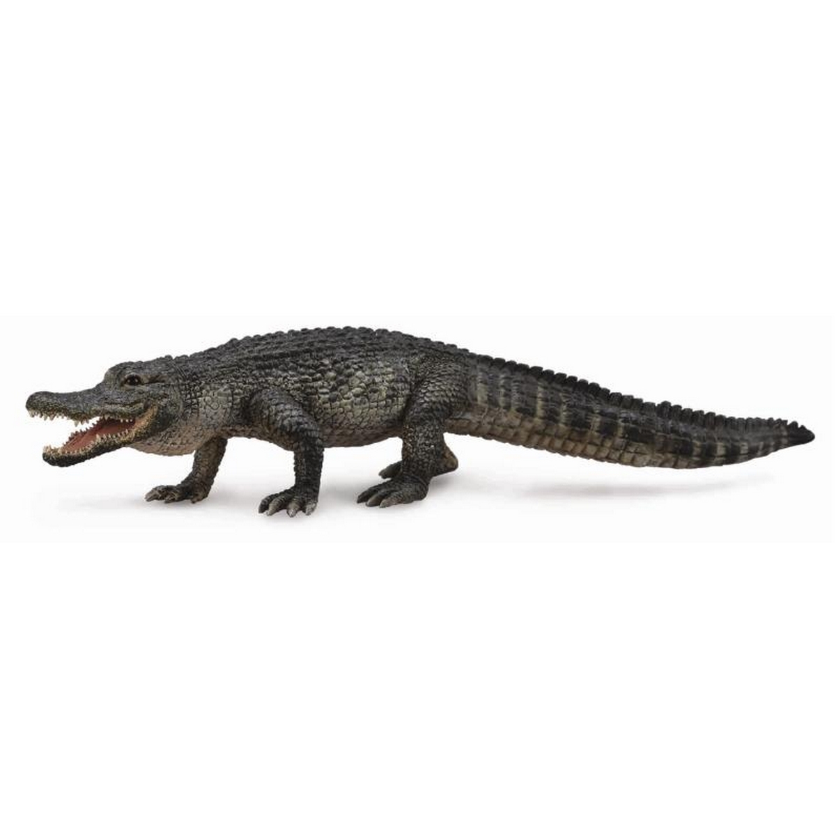 Alligatore americano