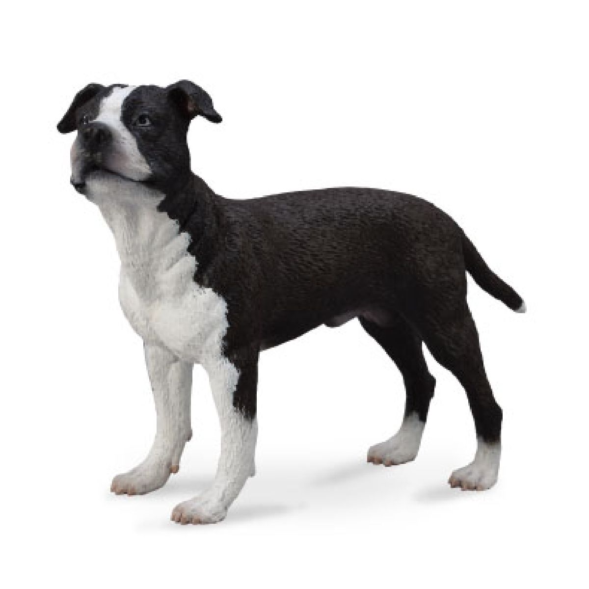 American Staffordshire Terrier