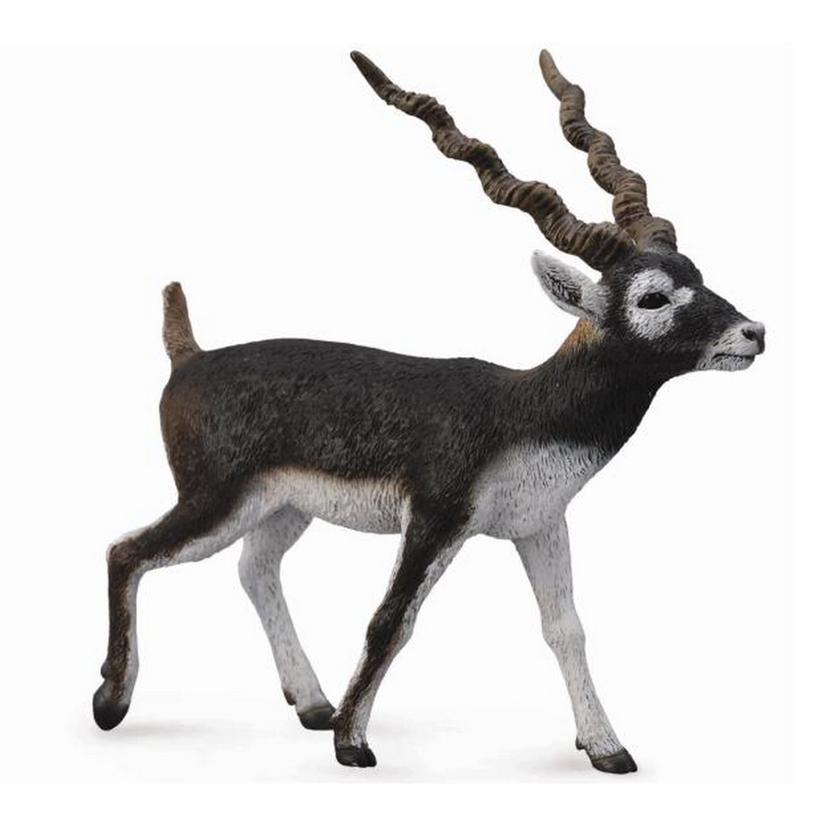 Antilope Cervicapra
