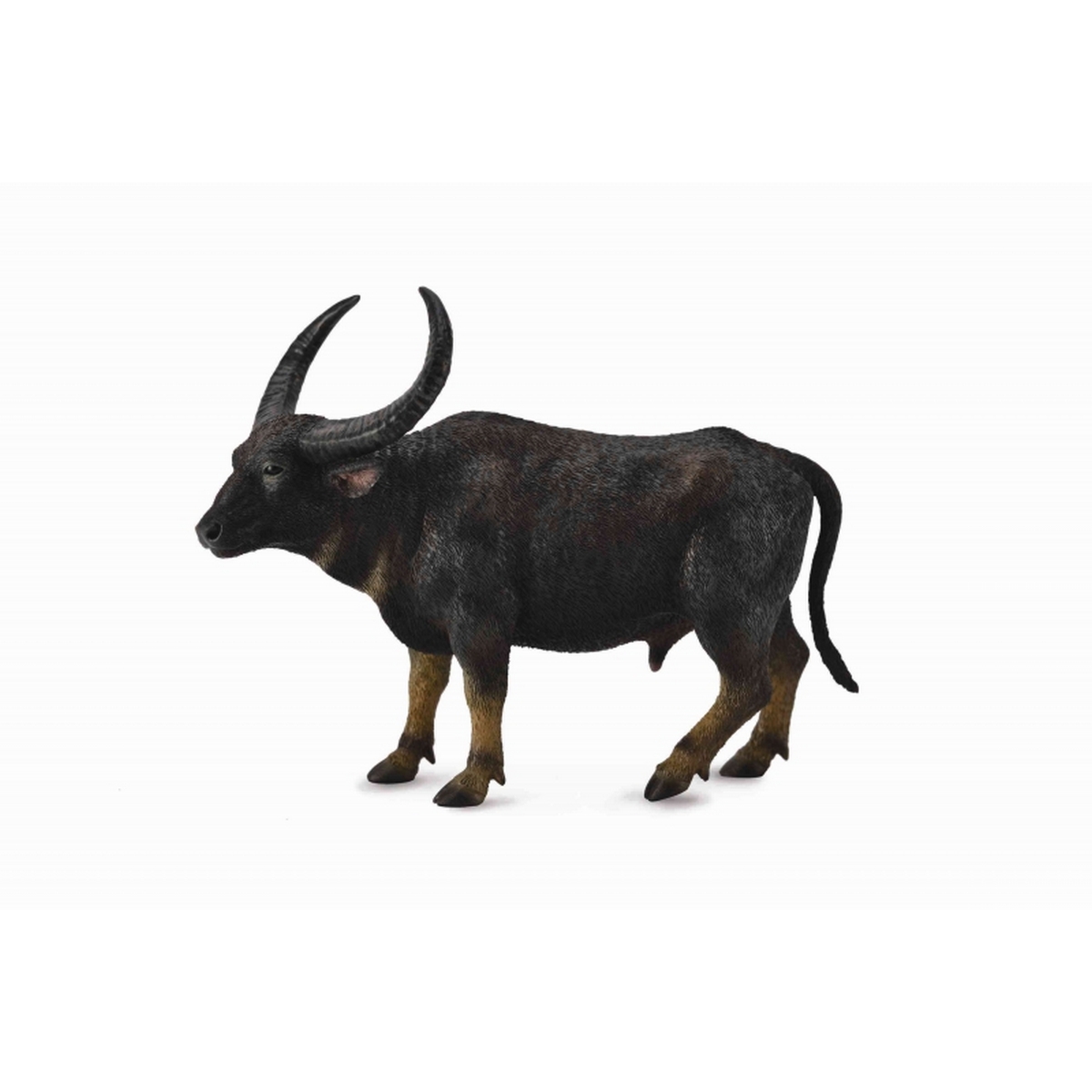 Bufalo Asiatico