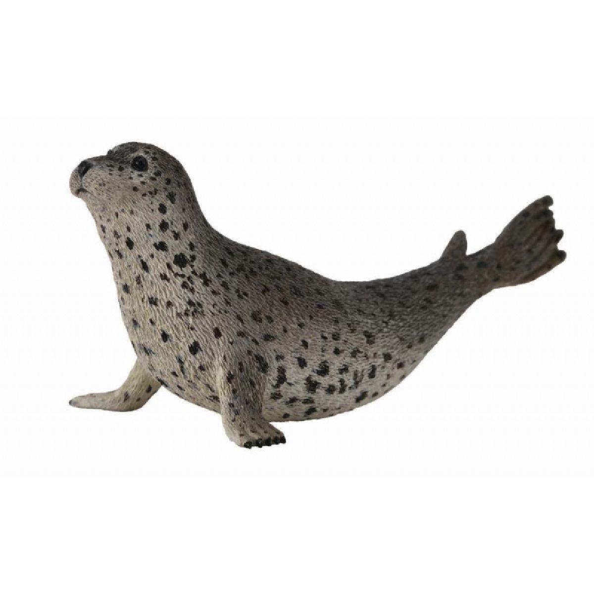 Foca maculata