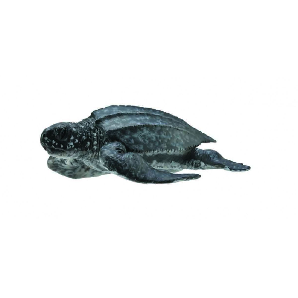 Tartaruga di mare liuto