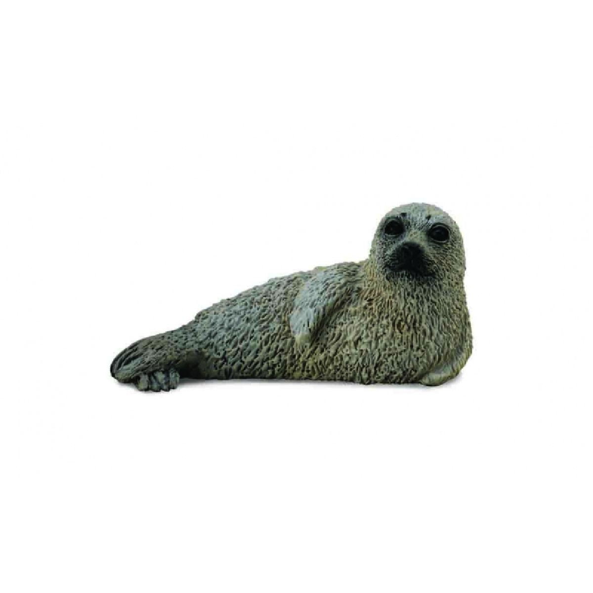 Foca maculata Cucciolo