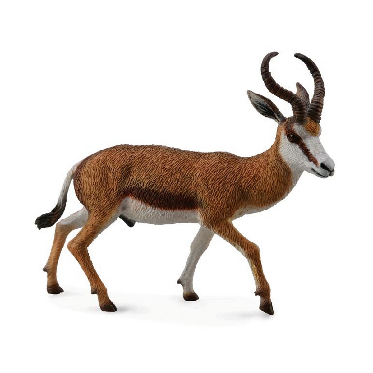 Springbok