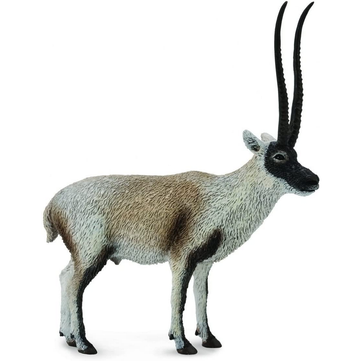 Antilope Tibetana