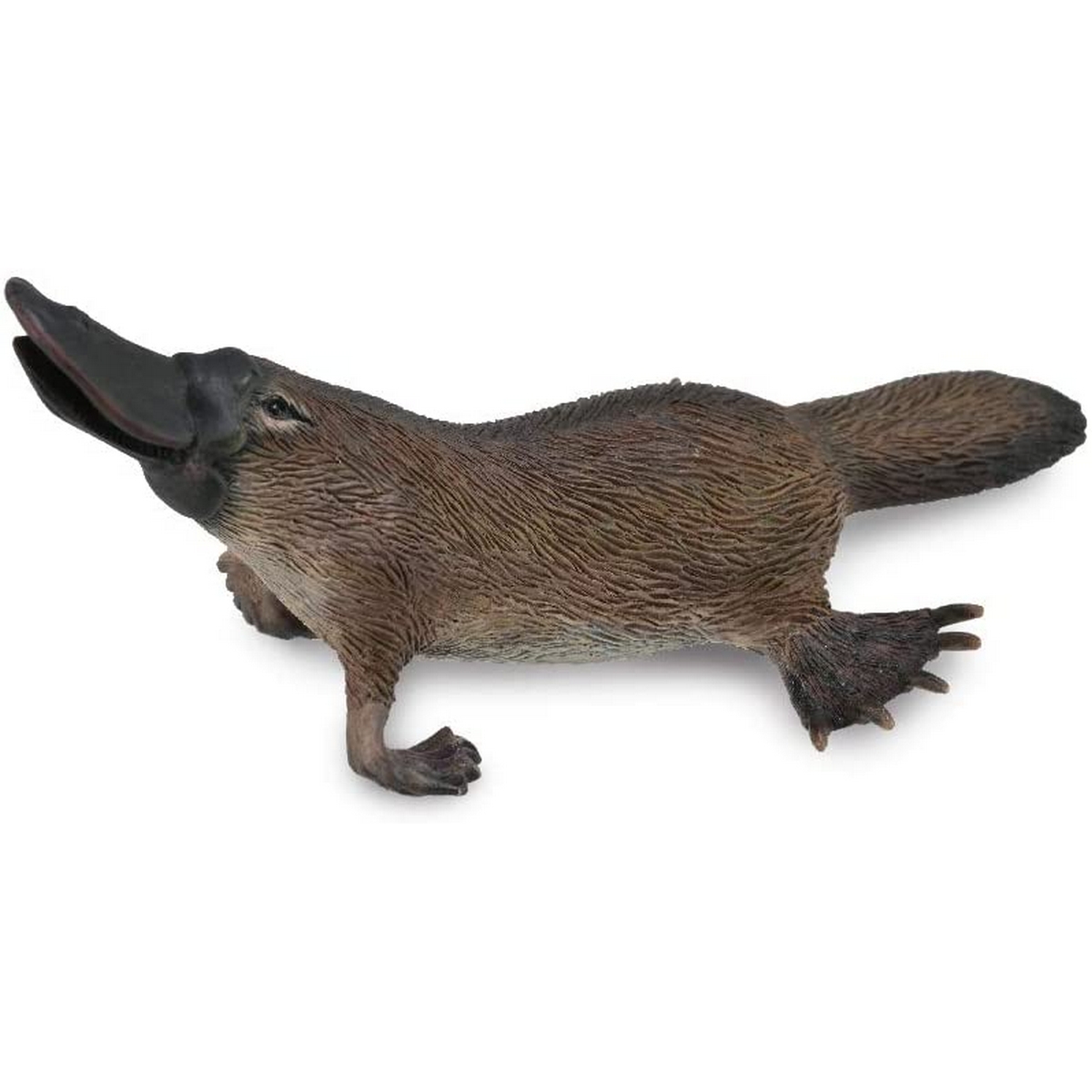 Ornitorinco