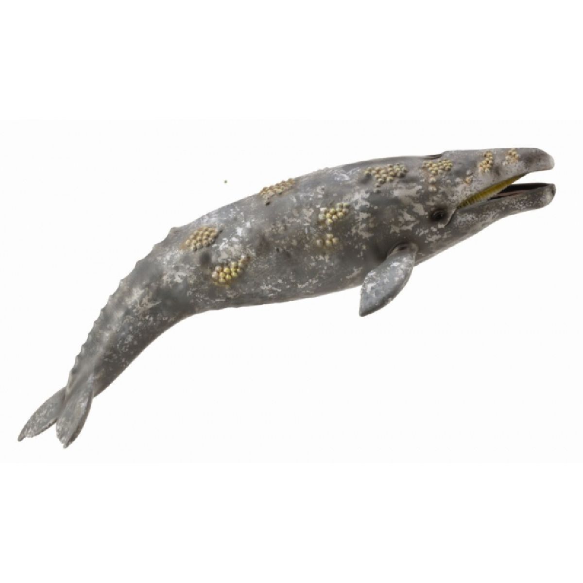 Balena Grigia
